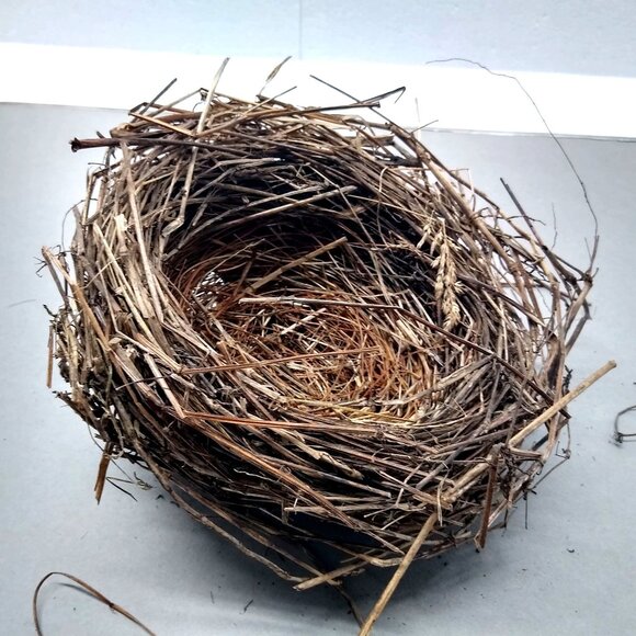 Authentic Natural Bird Nest 2011 Joplin Missouri Tornado Aftermath Unique Rustic - Picture 2 of 8